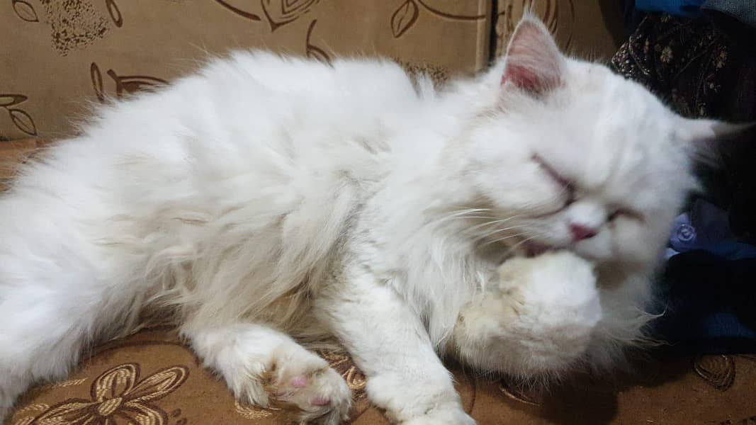 Cute Cat white 0