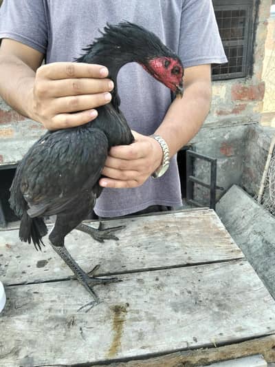 ASEEL THAI & BURMI PAKOYA FEMALES FOR SALE 0304329754