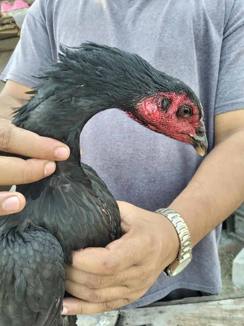 ASEEL THAI & BURMI PAKOYA FEMALES FOR SALE 0304329754 — photo 2