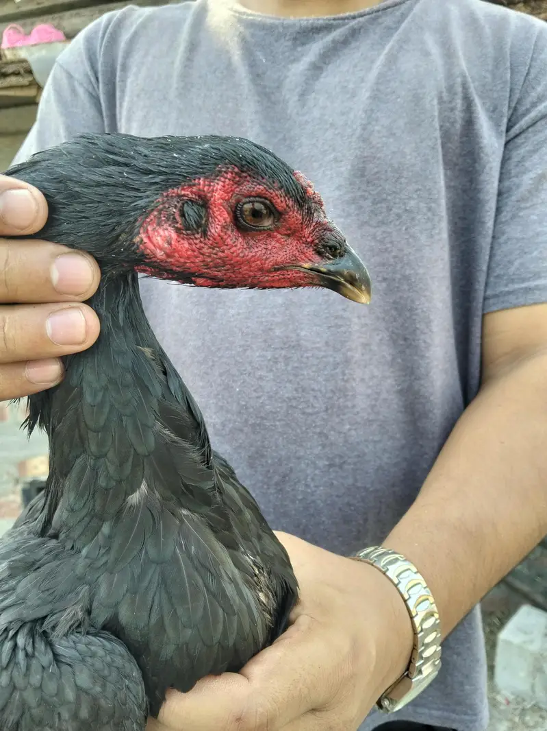 ASEEL THAI & BURMI PAKOYA FEMALES FOR SALE 0304329754 — photo 3