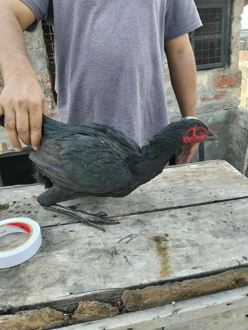ASEEL THAI & BURMI PAKOYA FEMALES FOR SALE 0304329754 — photo 4