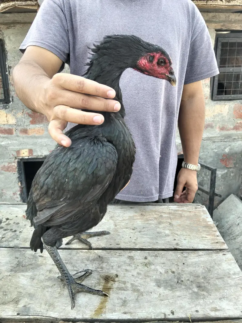 ASEEL THAI & BURMI PAKOYA FEMALES FOR SALE 0304329754 — photo 5