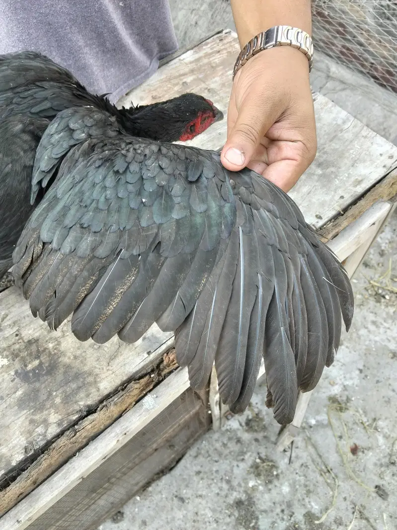 ASEEL THAI & BURMI PAKOYA FEMALES FOR SALE 0304329754 — photo 6