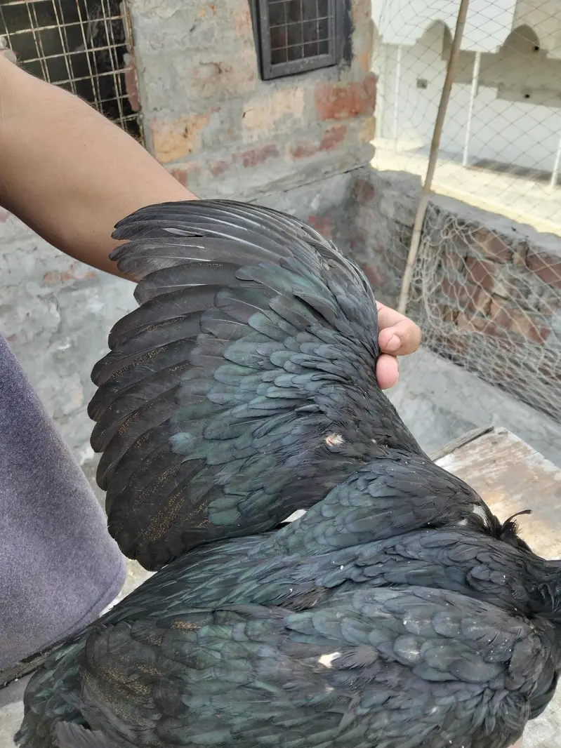 ASEEL THAI & BURMI PAKOYA FEMALES FOR SALE 0304329754 — photo 7