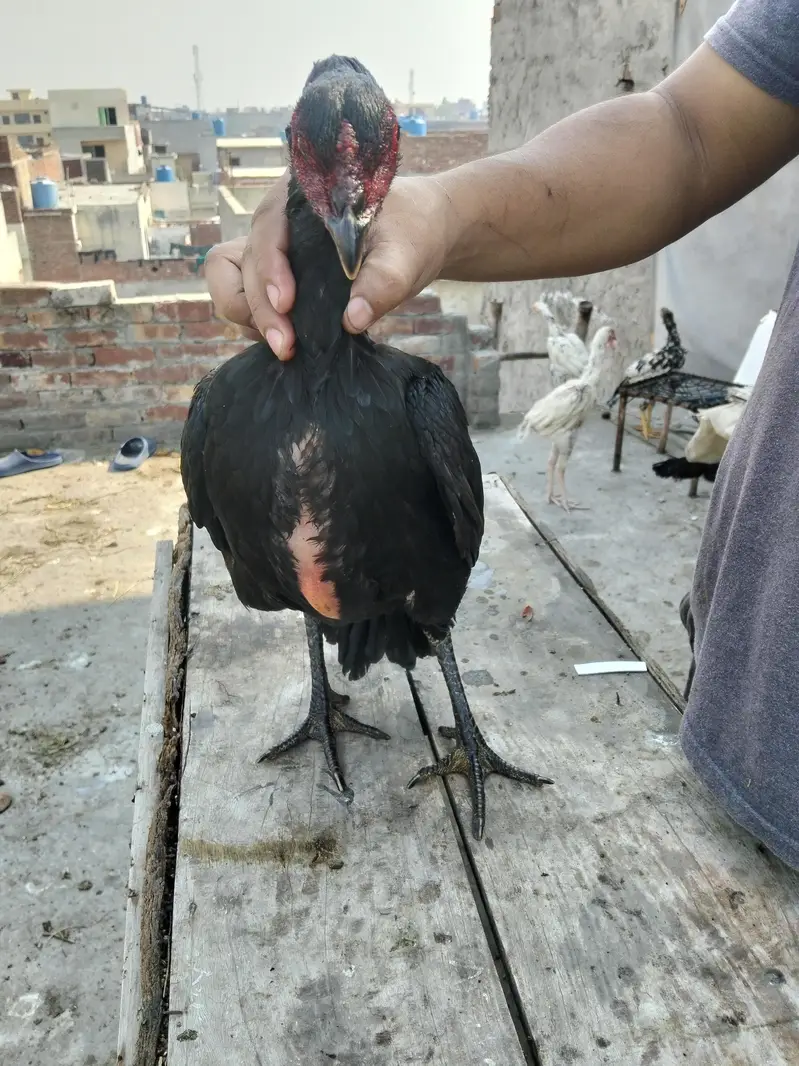 ASEEL THAI & BURMI PAKOYA FEMALES FOR SALE 0304329754 — photo 8