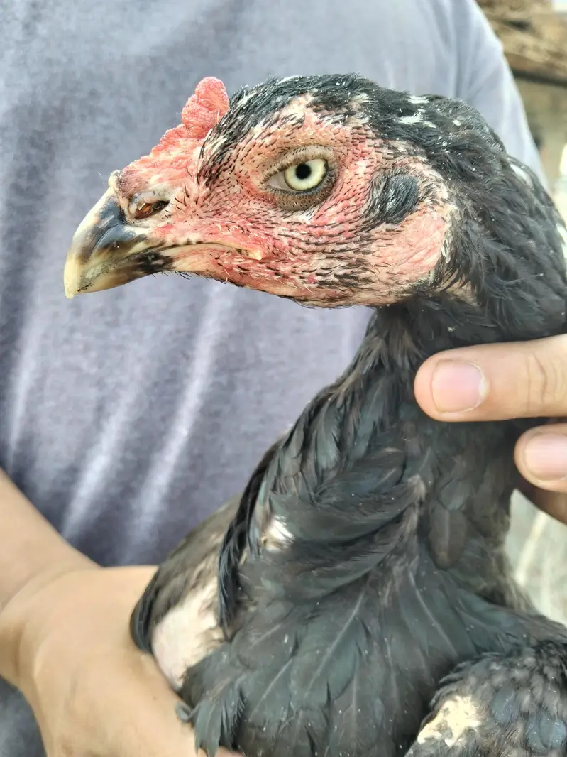 ASEEL THAI & BURMI PAKOYA FEMALES FOR SALE 0304329754 — photo 9