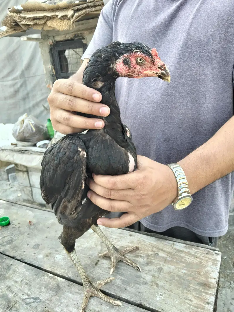 ASEEL THAI & BURMI PAKOYA FEMALES FOR SALE 0304329754 — photo 10