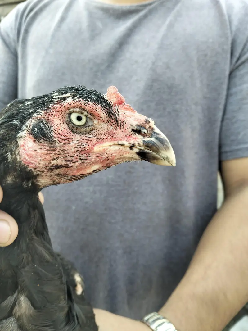ASEEL THAI & BURMI PAKOYA FEMALES FOR SALE 0304329754 — photo 11