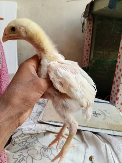 Quality White King Shamoo Chicks available at different ages