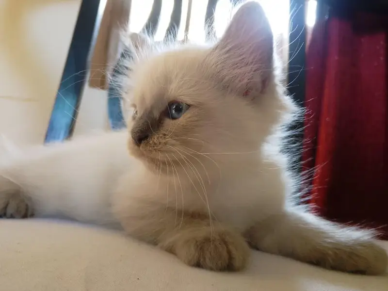 / Persian cat for Sale/ — photo 2