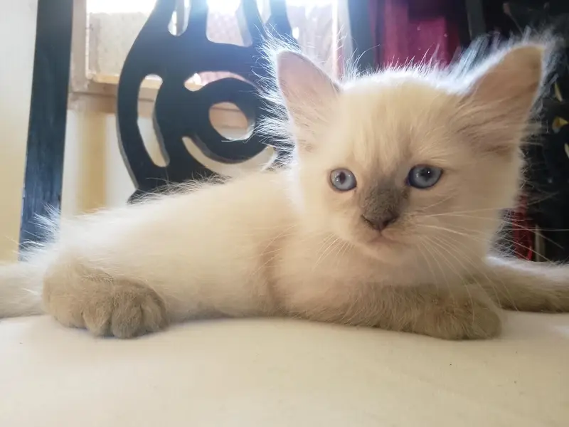 / Persian cat for Sale/ — photo 3