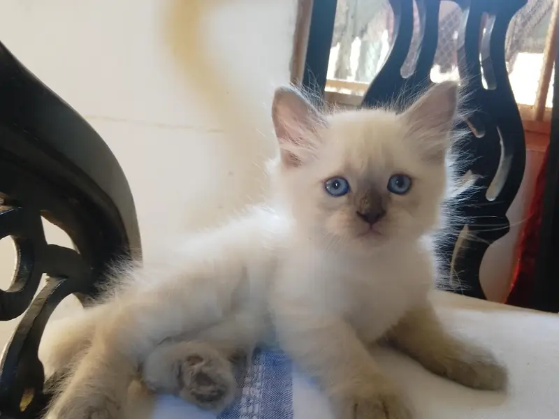 / Persian cat for Sale/ — photo 6