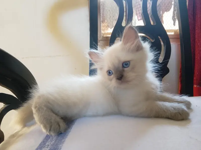 / Persian cat for Sale/ — photo 7