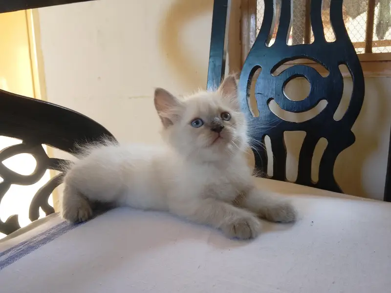 / Persian cat for Sale/ — photo 8