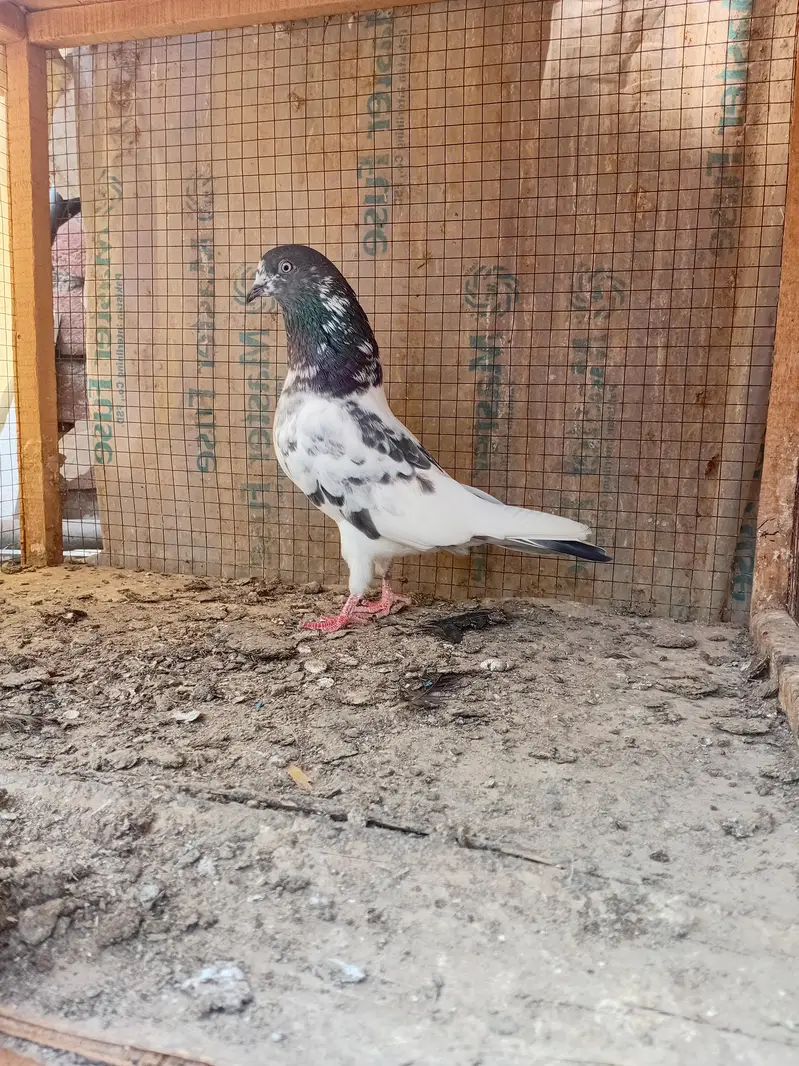 batyrii breeder madi — photo 2