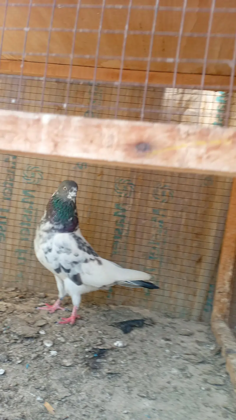batyrii breeder madi — photo 3