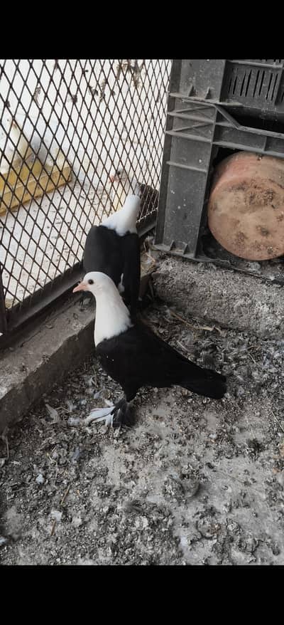 karbalai pigeon