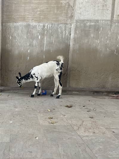 Teady bakri  (berbury breed)