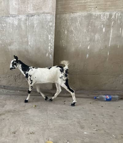 Teady bakri  (berbury breed)