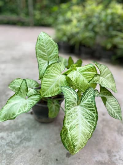 Plants for sale