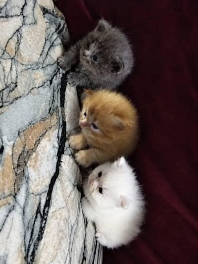 3 Beautiful Kittens