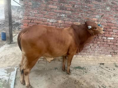 2 dant bachra for sale
