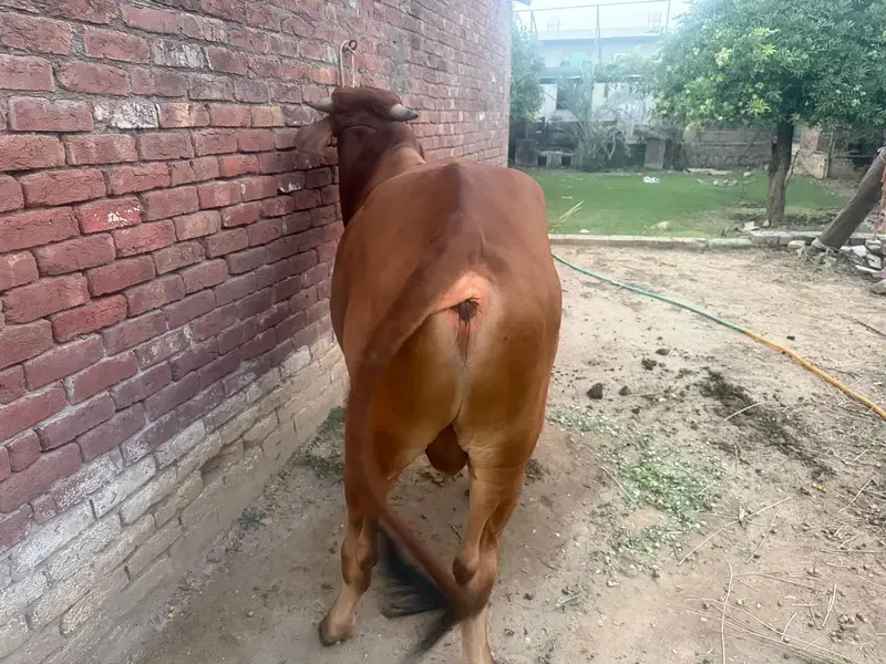 2 dant bachra for sale — photo 2