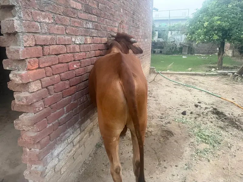 2 dant bachra for sale — photo 3