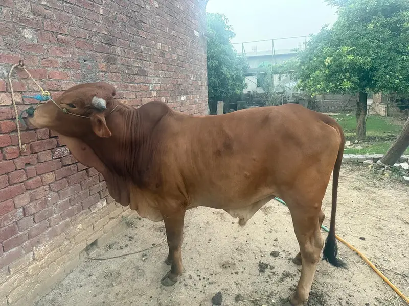 2 dant bachra for sale — photo 4