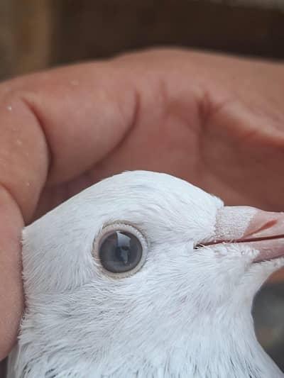 Hansraj Blue Eyes Birds