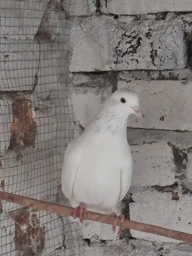 Hansraj Blue Eyes Birds — photo 2