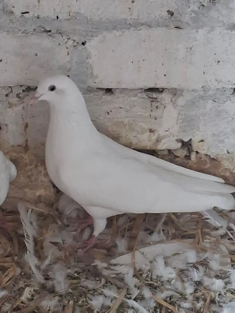 Hansraj Blue Eyes Birds — photo 3