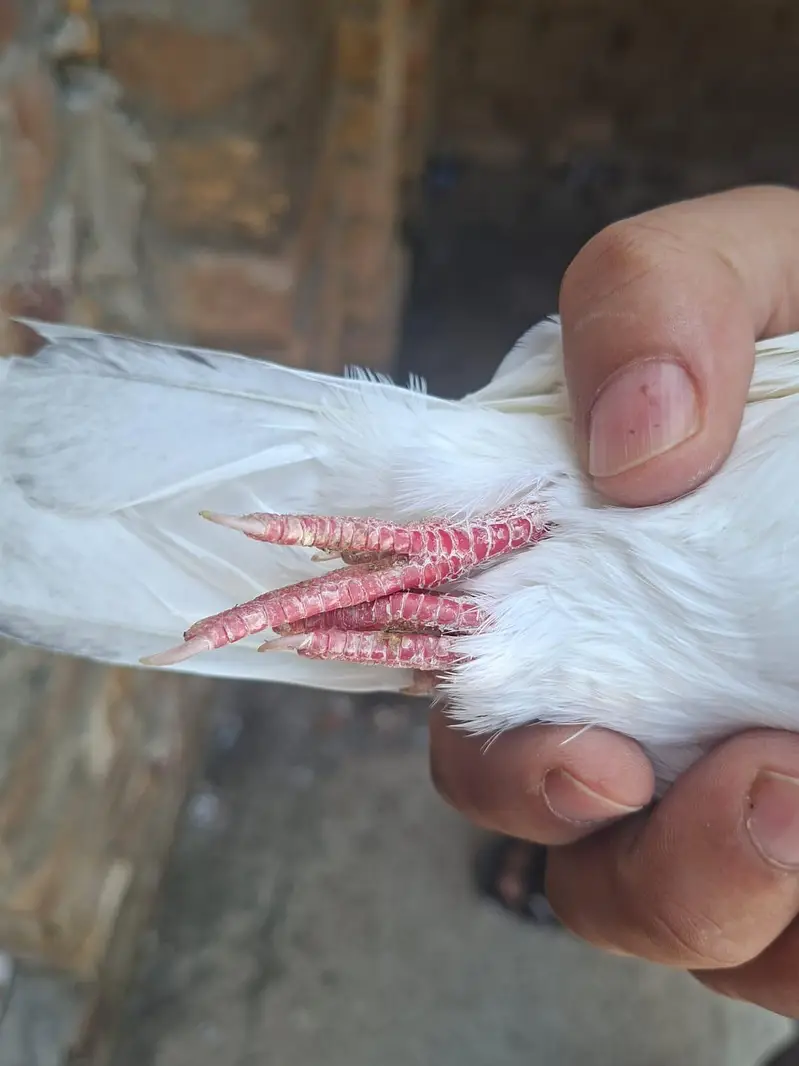 Hansraj Blue Eyes Birds — photo 4