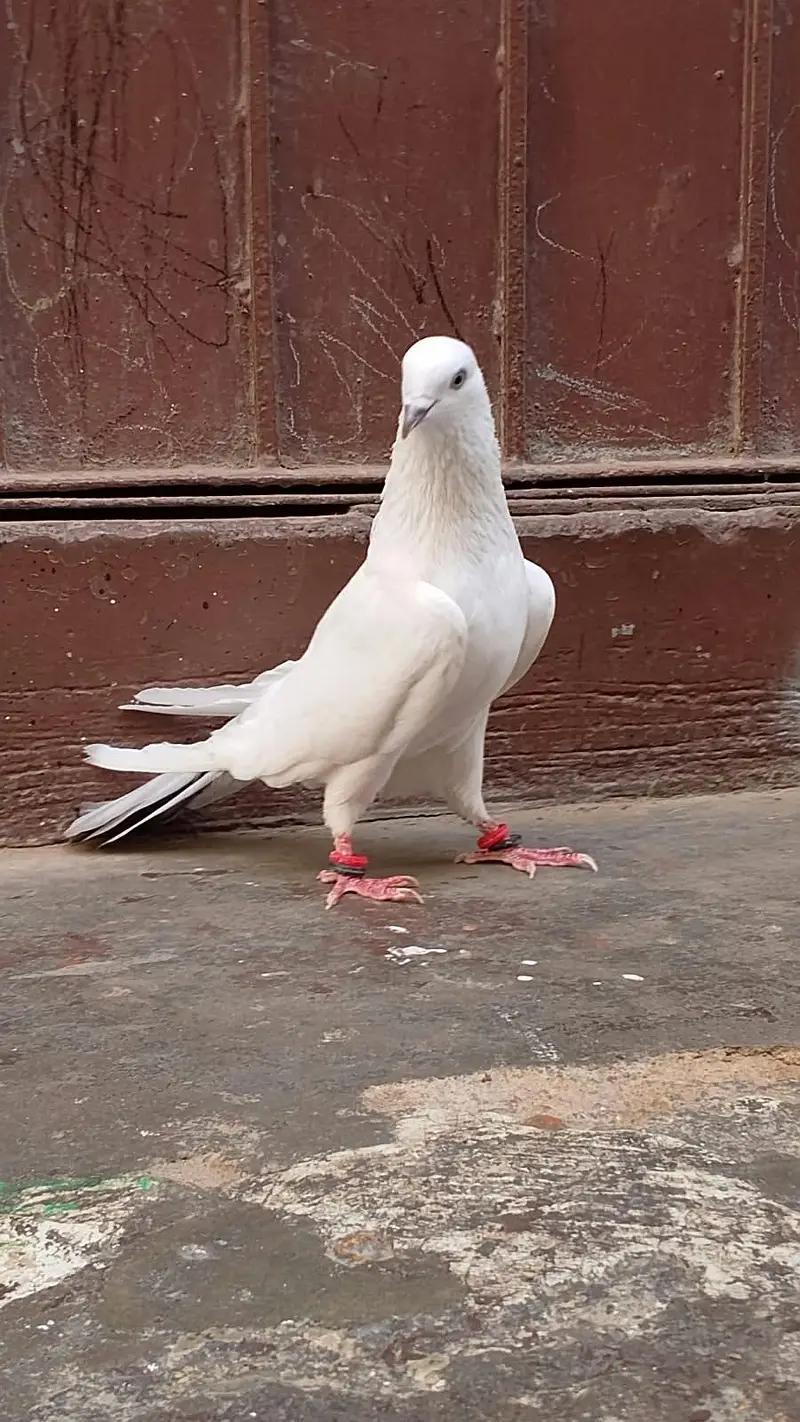 Neelduma male for sale — photo 2