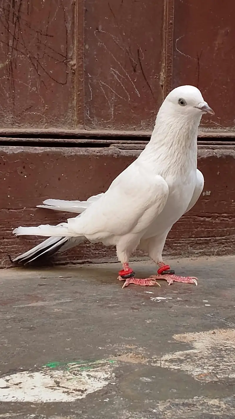 Neelduma male for sale — photo 3