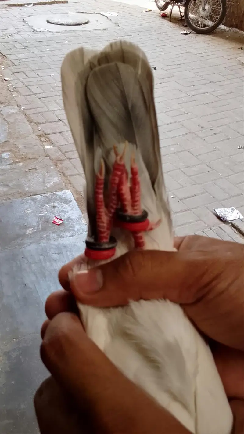 Neelduma male for sale — photo 4