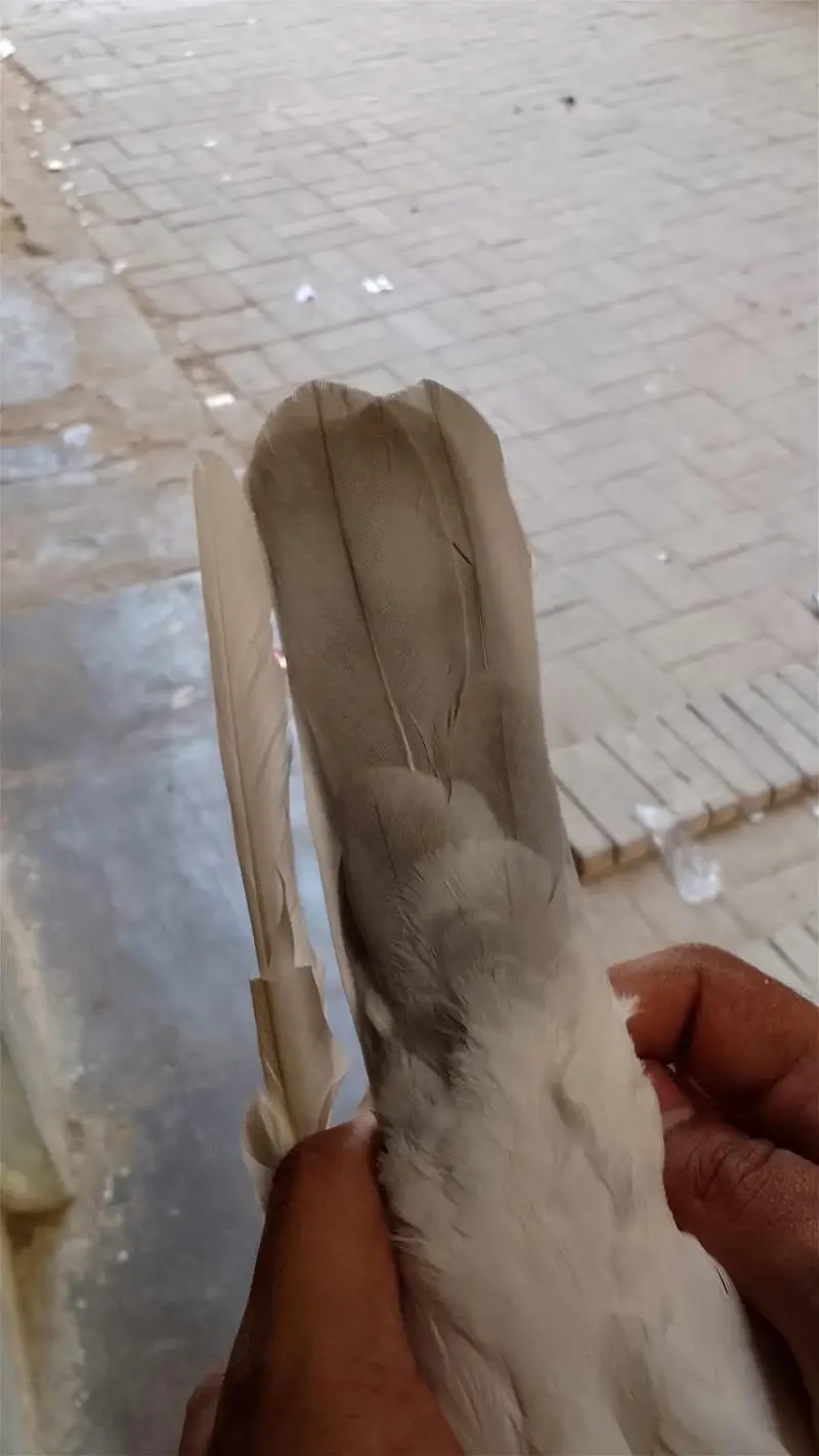 Neelduma male for sale — photo 5