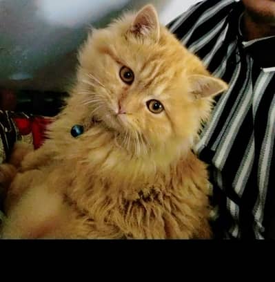 beautiful goldey name cat for sale