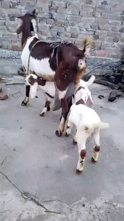 Heighted Bakri with two chicks males