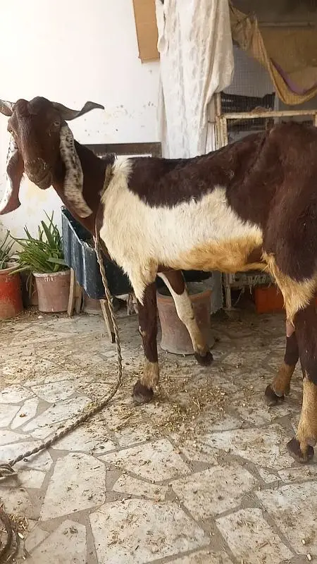 Heighted Bakri with two chicks males — photo 2