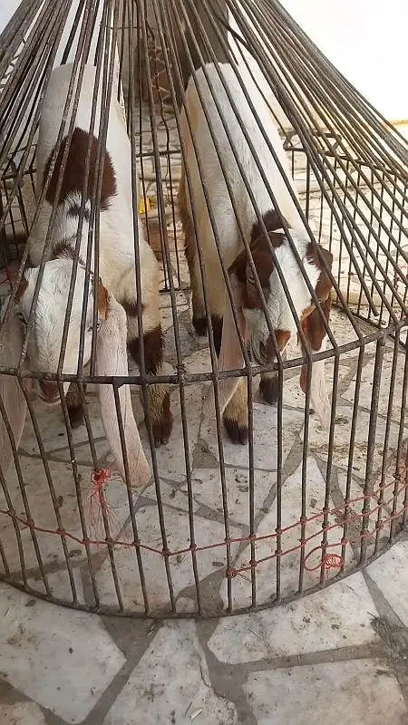Heighted Bakri with two chicks males — photo 5