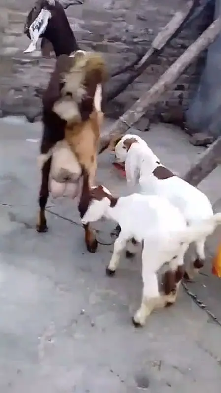 Heighted Bakri with two chicks males — photo 6