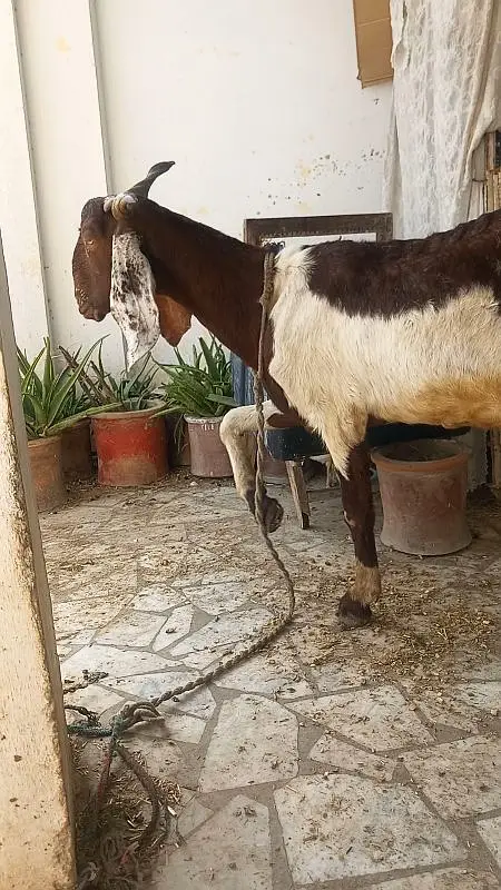 Heighted Bakri with two chicks males — photo 7