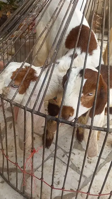 Heighted Bakri with two chicks males — photo 8