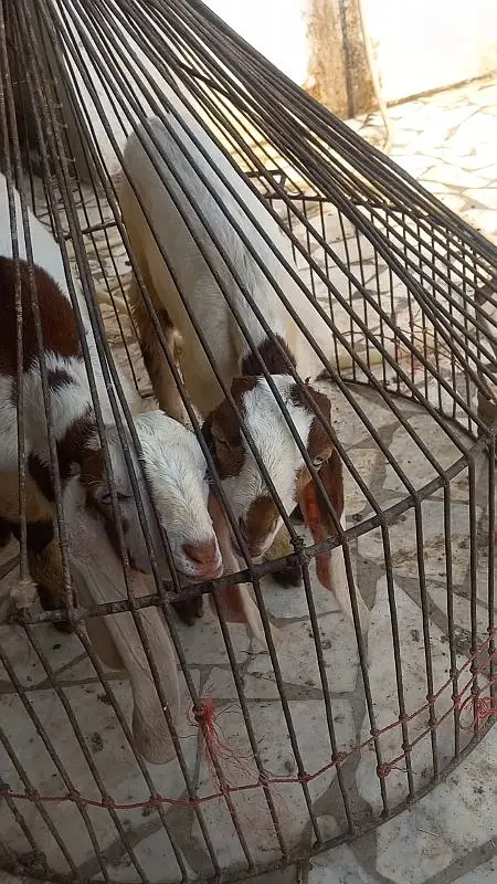 Heighted Bakri with two chicks males — photo 11