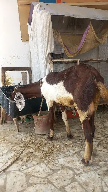 Heighted Bakri with two chicks males — photo 12