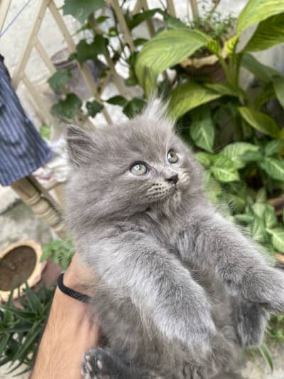 White and grey persian kitten