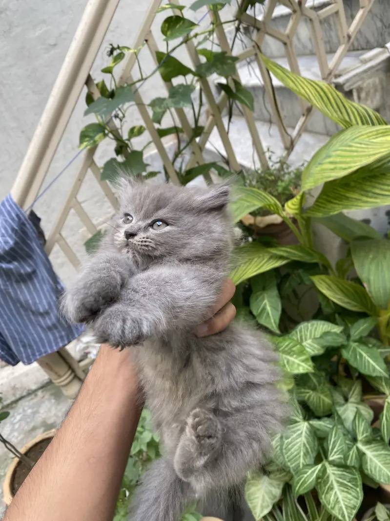 White and grey persian kitten — photo 2