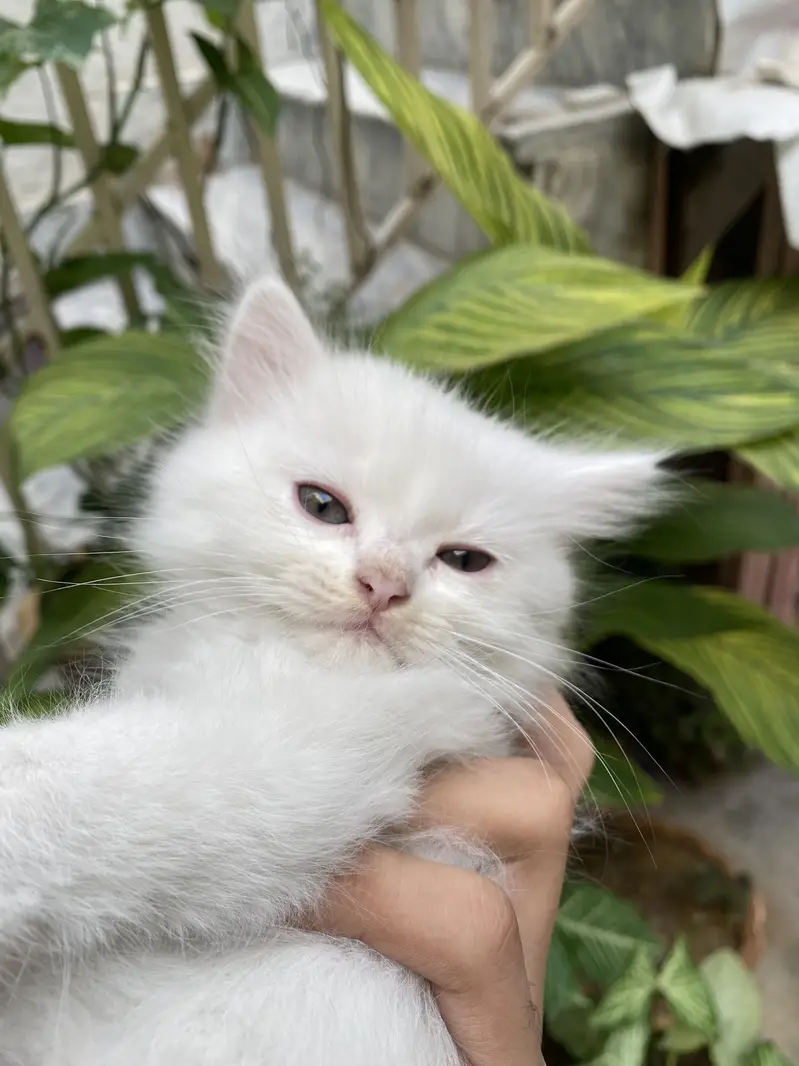 White and grey persian kitten — photo 3