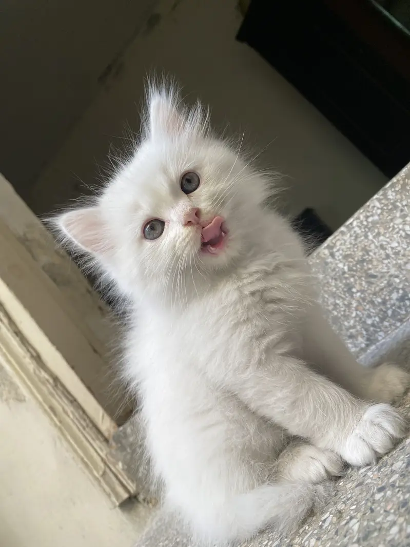 White and grey persian kitten — photo 4
